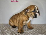 2 chiots femelles Bulldog Anglais LOF à vendre