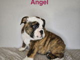 2 chiots femelles Bulldog Anglais LOF à vendre