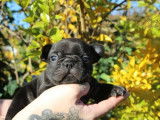 Réservation ouverte pour 1 chiot mâle Bouledogue Français LOF d'octobre 2025