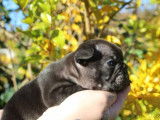 Réservation ouverte pour 1 chiot mâle Bouledogue Français LOF d'octobre 2025