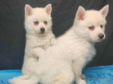 2 chiots Pomsky F3 à réserver, 1 mâle et 1 femelle blanc yeux bleus nés en septembre 2025