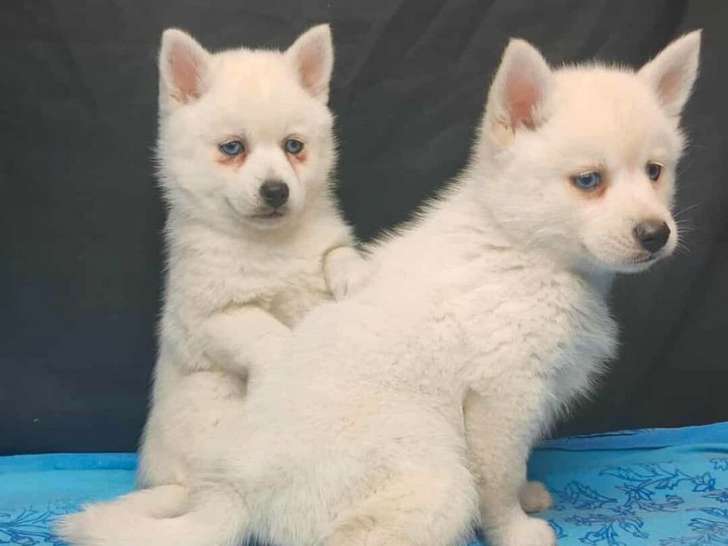 2 chiots Pomsky F3 à réserver, 1 mâle et 1 femelle blanc yeux bleus nés en septembre 2025