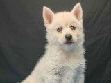 2 chiots Pomsky F3 à réserver, 1 mâle et 1 femelle blanc yeux bleus nés en septembre 2025