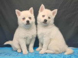 2 chiots Pomsky F3 à réserver, 1 mâle et 1 femelle blanc yeux bleus nés en septembre 2025