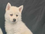 2 chiots Pomsky F3 à réserver, 1 mâle et 1 femelle blanc yeux bleus nés en septembre 2025
