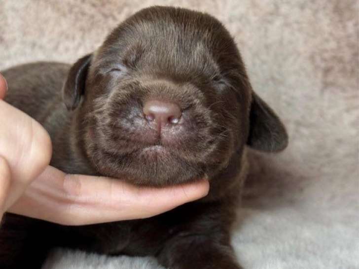 9 chiots mâles Labrador LOF à réserver