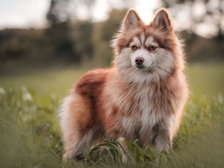 1 chienne Pomsky LOF à vendre, née en 2024