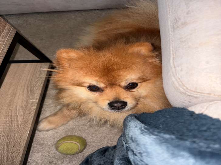 Timba, mâle Spitz Allemand disponible pour saillie