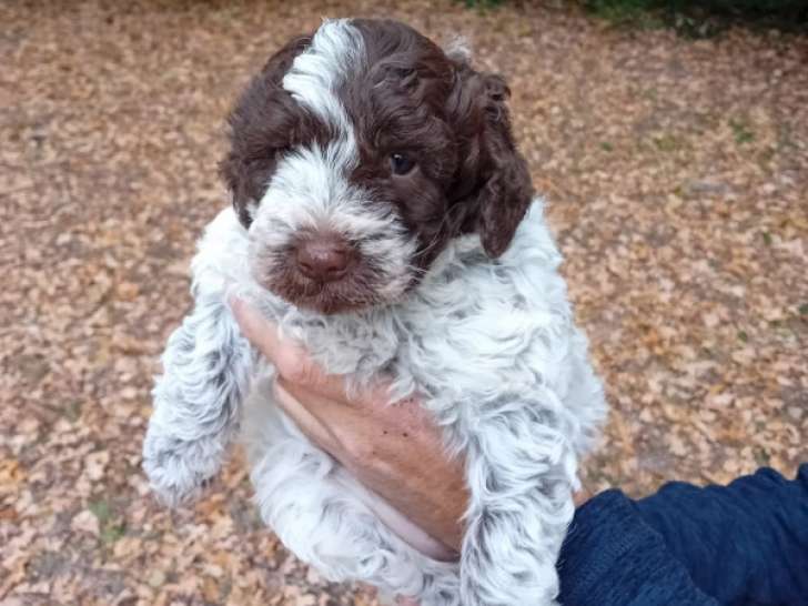 Chiot femelle Lagotto Romagnolo LOF à vendre