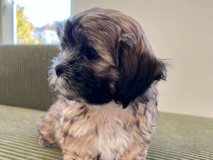 Chiots Croisés Shih Tzu à vendre