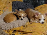 Chiots Chihuahua à vendre