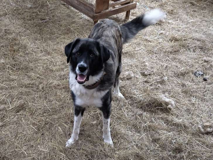 Jeune Mâtin Transmontano, chien de protection, à vendre
