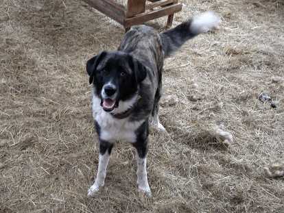 Jeune Mâtin Transmontano, chien de protection, à vendre