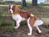 Mâle Cavalier King Charles LOF pour saillie