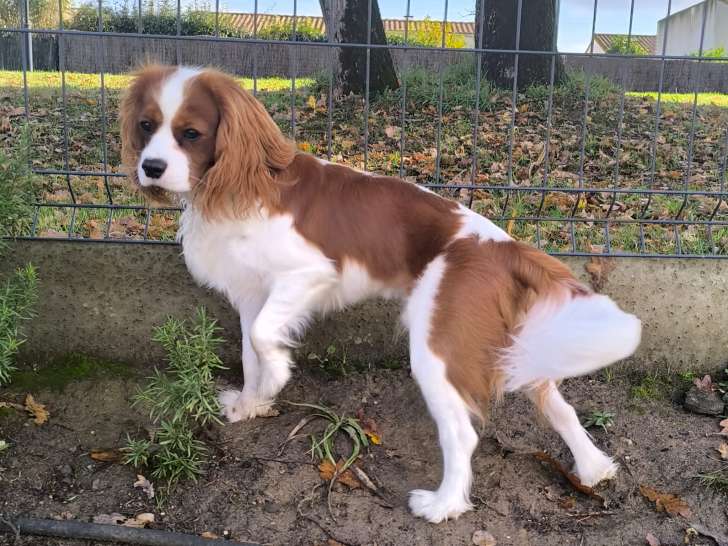 Mâle Cavalier King Charles LOF pour saillie