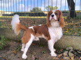 Mâle Cavalier King Charles LOF pour saillie