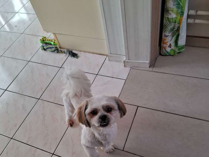 Chien adulte de type Shih Tzu Mâle à vendre