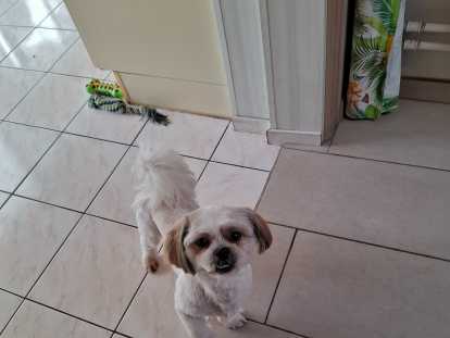 Chien adulte de type Shih Tzu Mâle à vendre