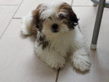 Chien adulte de type Shih Tzu Mâle à vendre