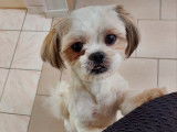 Chien adulte de type Shih Tzu Mâle à vendre