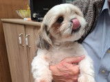 Chien adulte de type Shih Tzu Mâle à vendre