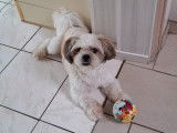 Chien adulte de type Shih Tzu Mâle à vendre