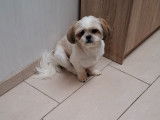 Chien adulte de type Shih Tzu Mâle à vendre