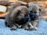 Chiots Eurasier LOF à vendre
