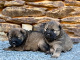 Chiots Eurasier LOF à vendre