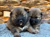 Chiots Eurasier LOF à vendre