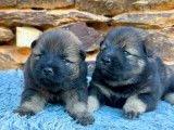 Chiots Eurasier LOF à vendre