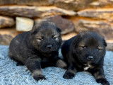 Chiots Eurasier LOF à vendre