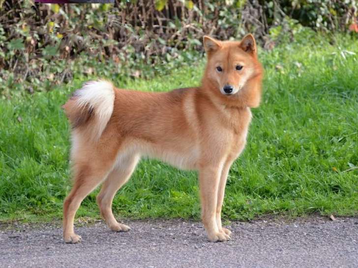 Femelle Spitz Finlandais LOF à vendre