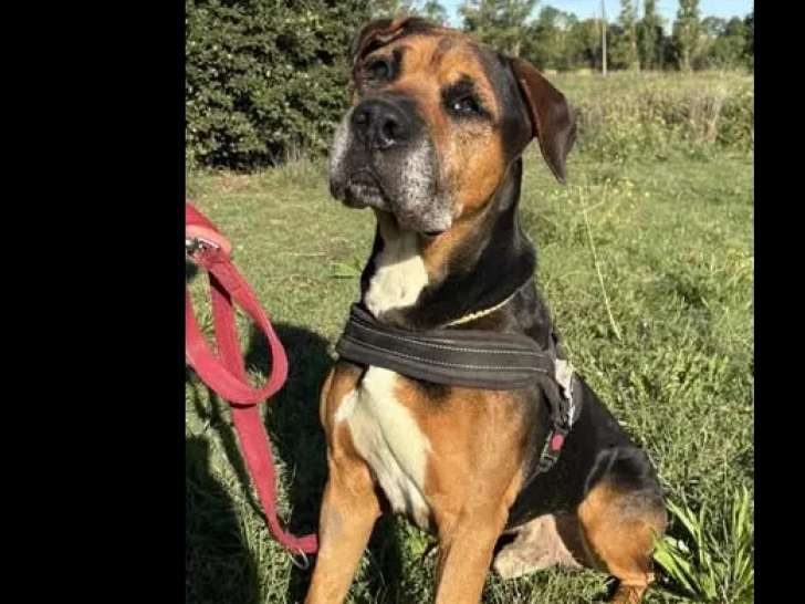 Chien Dogue tricolore en attente d'une famille
