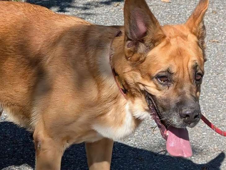 Chien fauve à accueillir