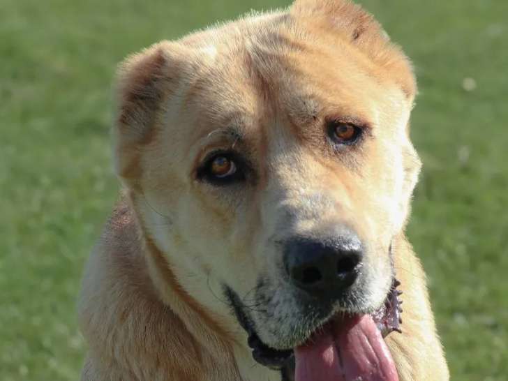 Chien Berger d’Asie Centrale beige en quête d’une famille