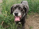 Adoption disponible : chien Cane Corso gris