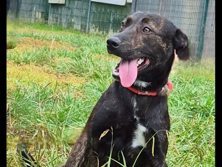 Chien Berger Hollandais bringé à la recherche d'un foyer