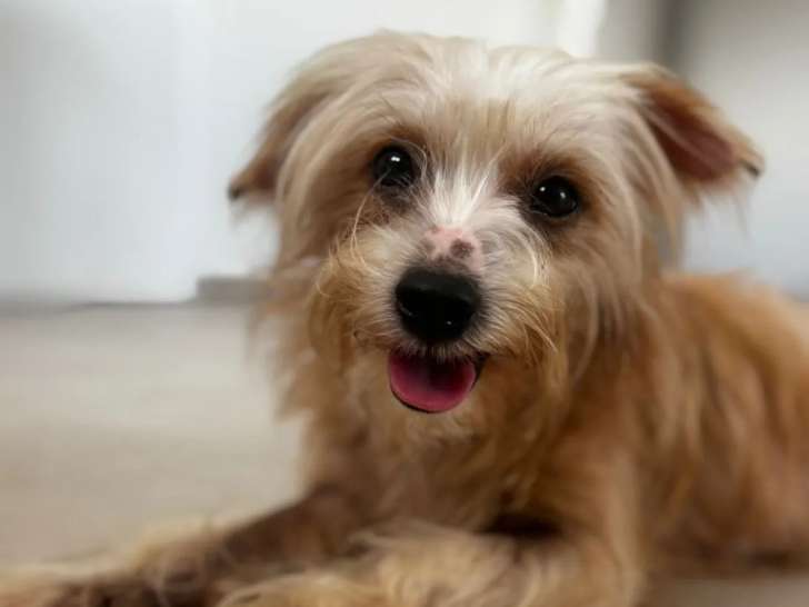 En attente d'adoption : chienne âgée d'un an