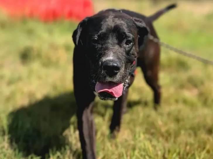 Chien Boxer noir prêt pour l’adoption