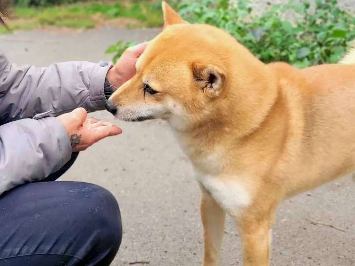 Chien Shiba Inu fauve à accueillir