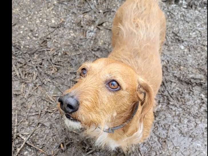 Adoption disponible : chien Teckel fauve