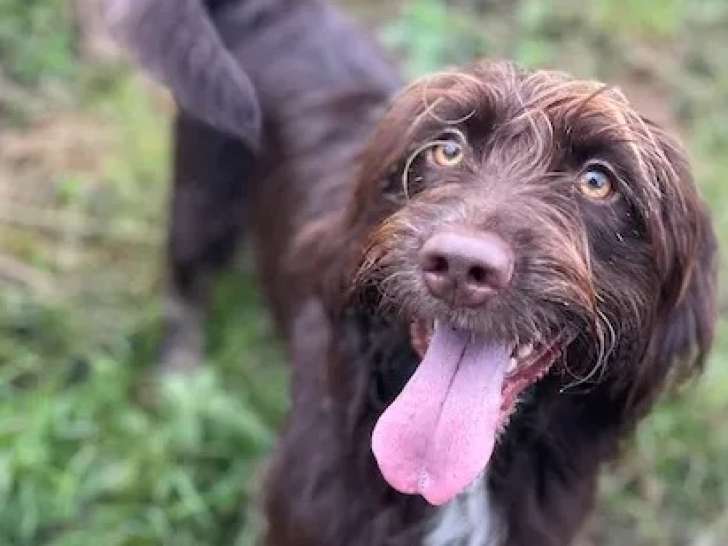 Chienne d'un an à la recherche d'une famille