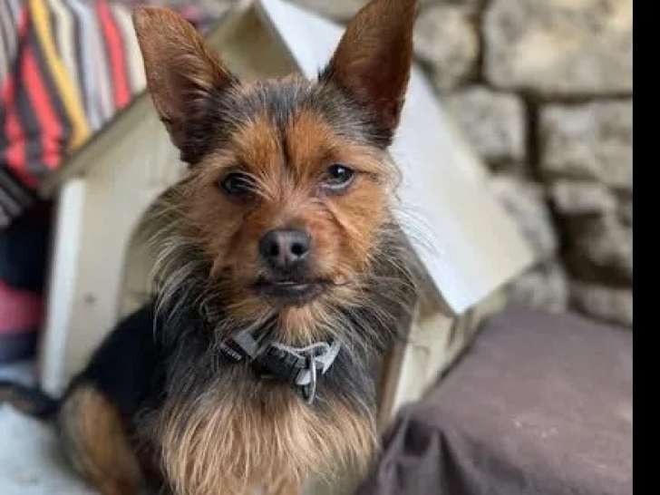 À adopter, chien Yorkshire Terrier de 3 ans