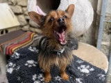 À adopter, chien Yorkshire Terrier de 3 ans