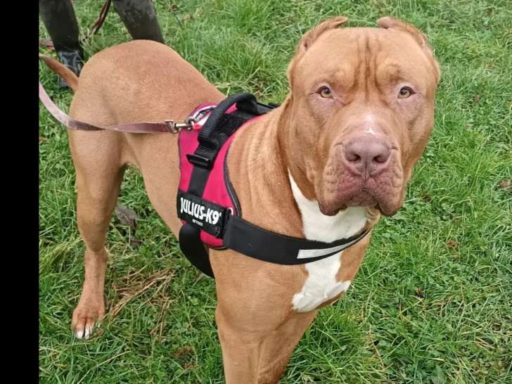 Prêt pour l’adoption, chien Dogue de 2 ans