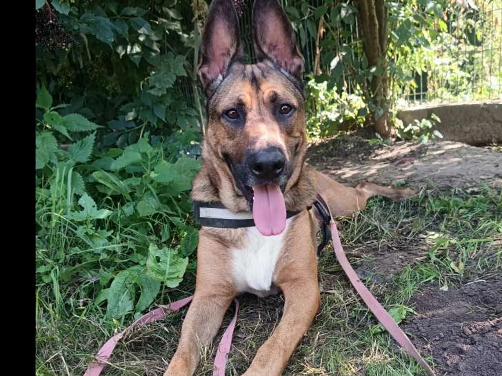 En attente d’une famille, chien Berger Malinois fauve charbonné