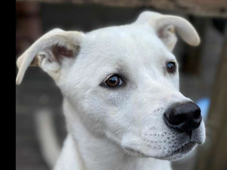 À accueillir, chien blanc