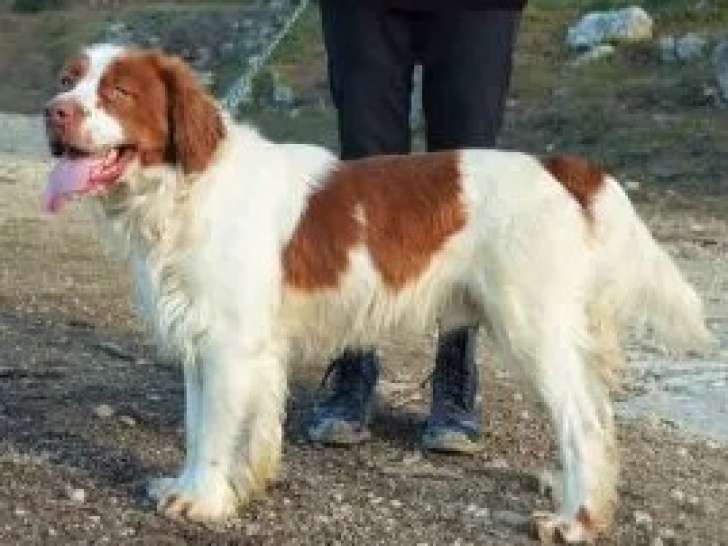 À adopter, chien Épagneul de 5 ans