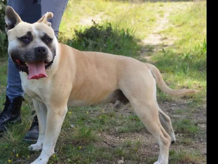 Prêt pour l’adoption, chien âgé de 7 ans